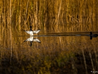 14 11  Oiseaux d'eau  0002 : Etang Bressonne Oiseaux eau
